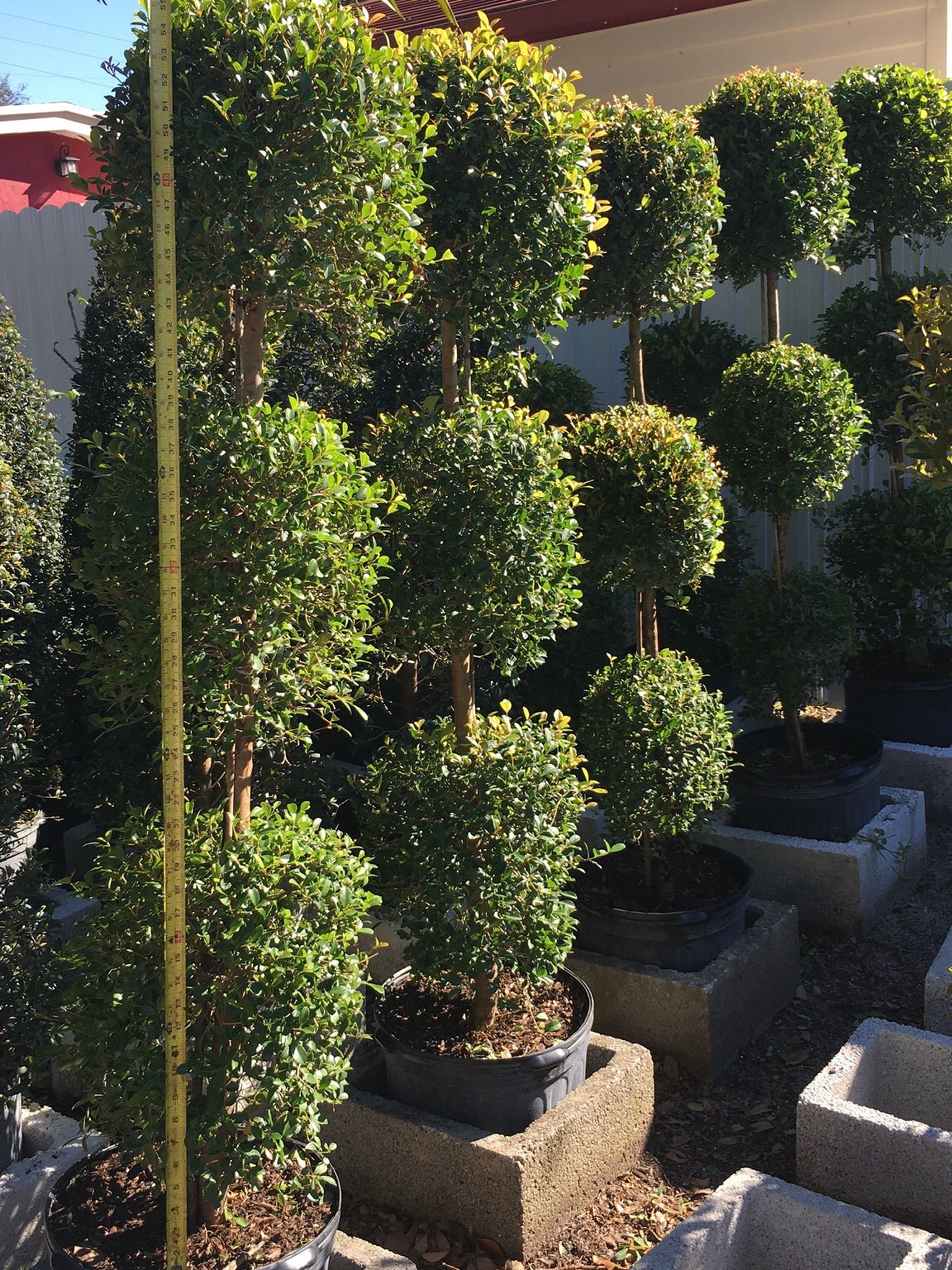 Balls Topiary In 7 gls Pot SPECIAL PRICE !🤩