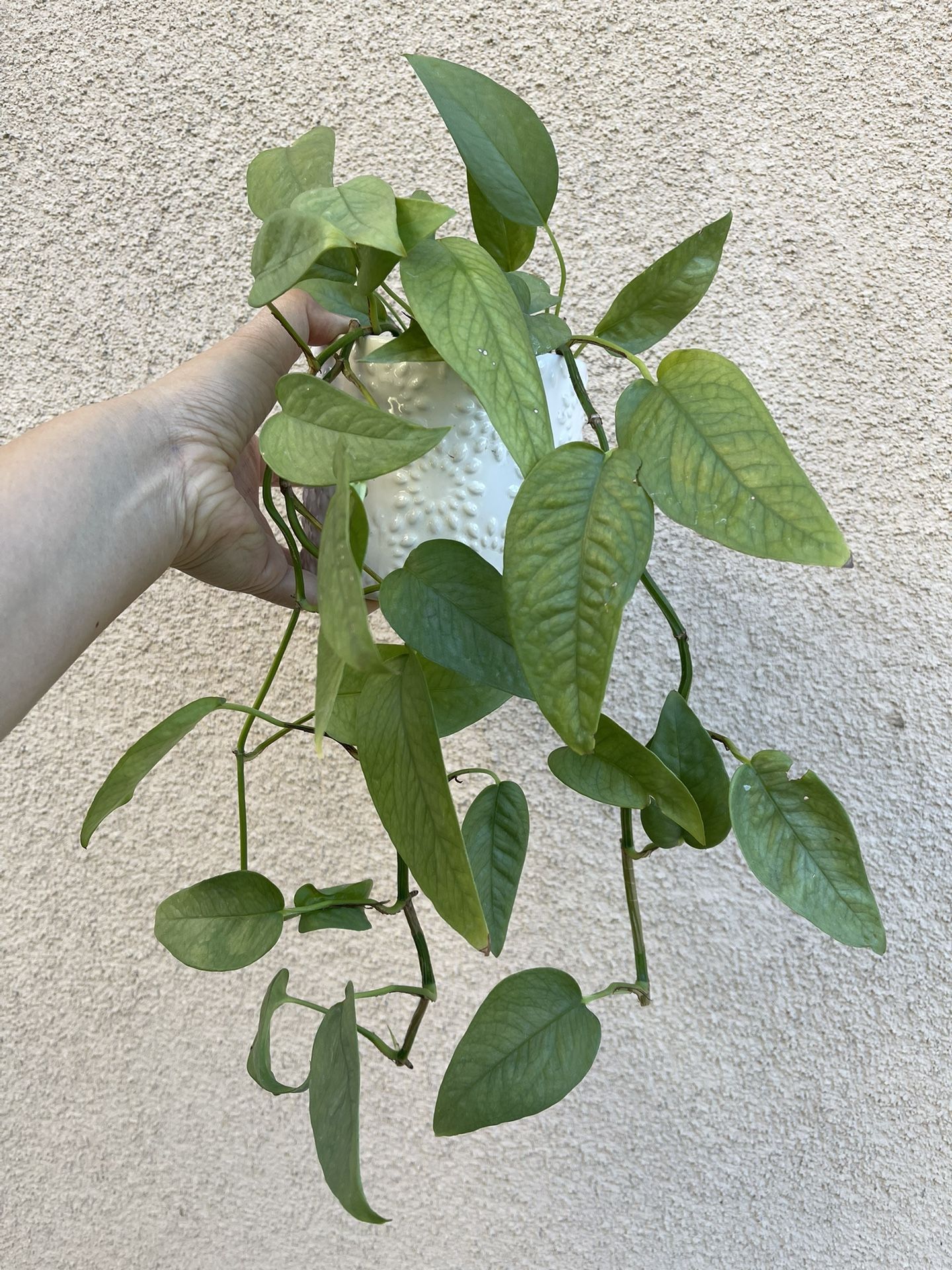Cebu Blue Pothos plant With Pot