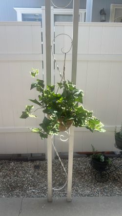 Plant