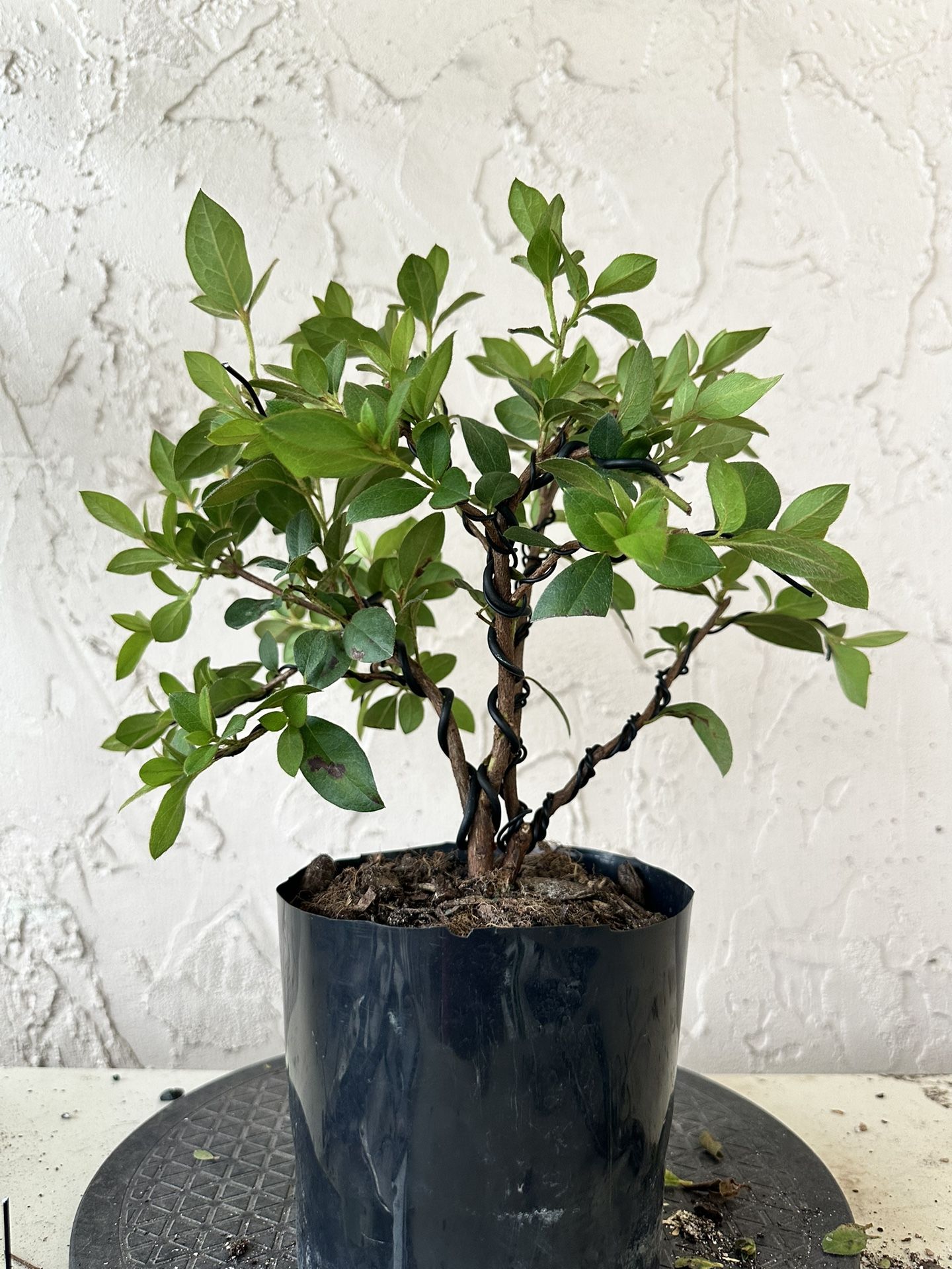 Bonsai Purple Azalea