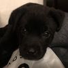 Alan 