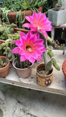 Cactus 🌵