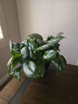 Live Plant Scindapsus Pothos