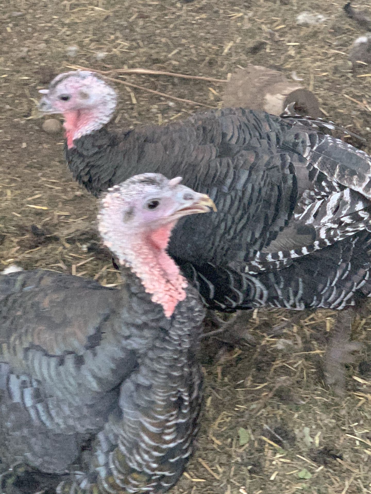 Broadbreasted turkeys