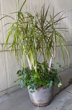 Planta natural $30