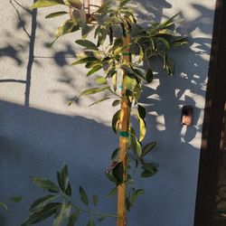 Gem AVOCADO TREE 