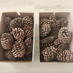 Pinecones 2 Boxes $10 Obo