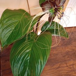 Bat Orchid Plant (pls Read Description Below)