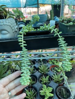 Burros Tail