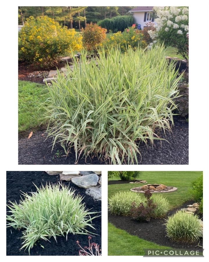 Variegated  Ornamental Grass