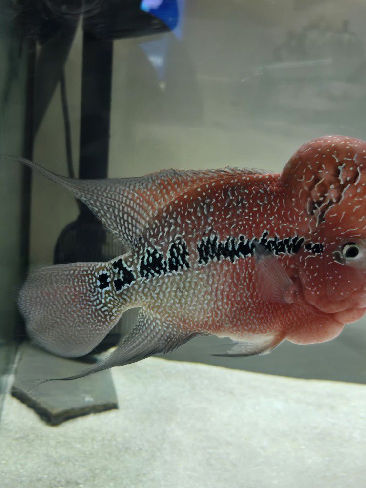 Flowerhorn Fish Tank
