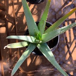 Aloe Vera Plant
