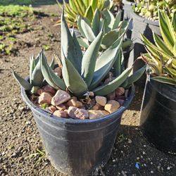 Agave "Sharkskin" In 2 Gallon Pots For $10