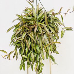 Plants (6”pot🌿Hoya Wayetti )