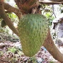 Soursop Seeds