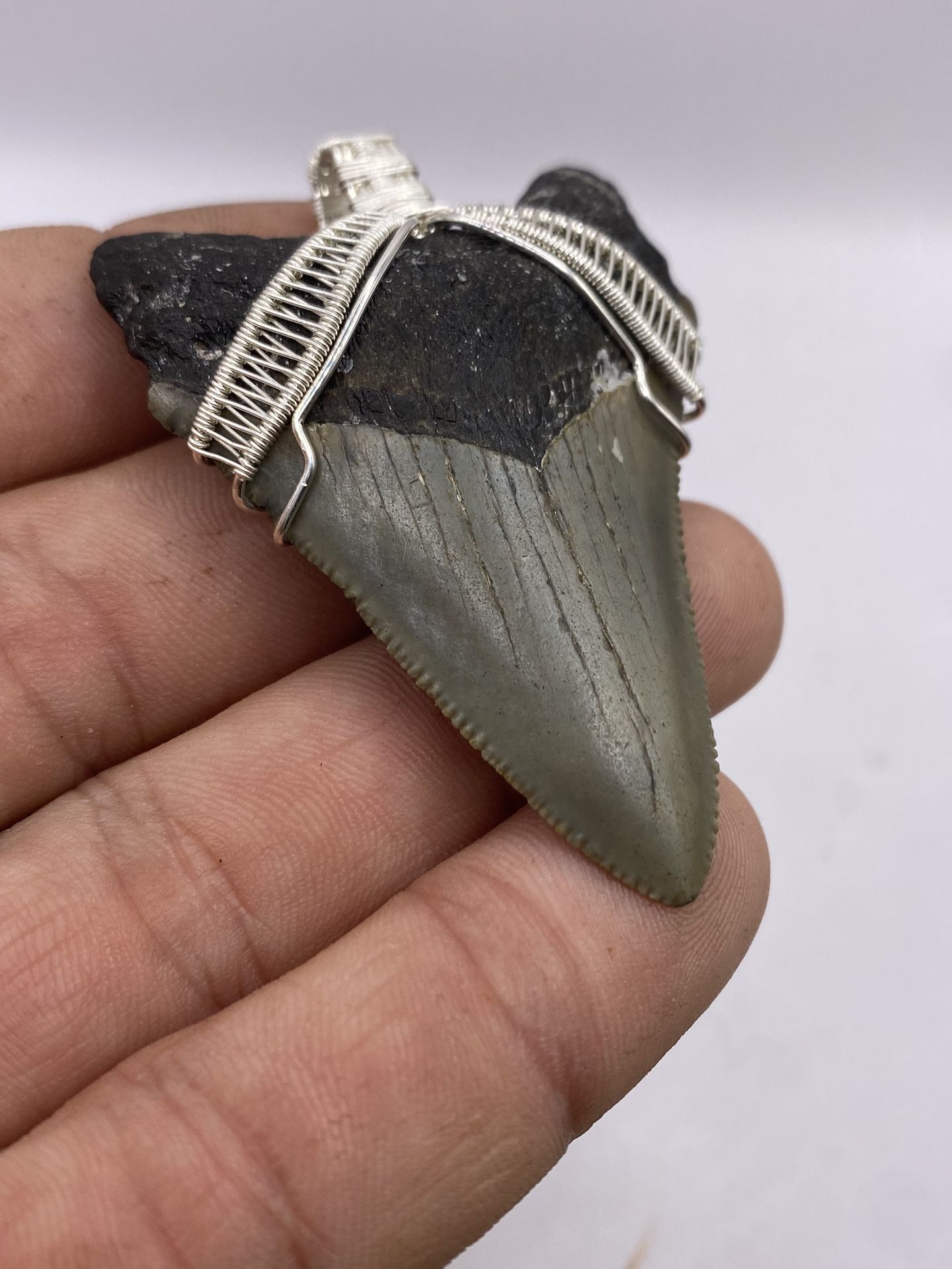 New Shark Tooth Necklace .925 Sterling Silver Megalodon  