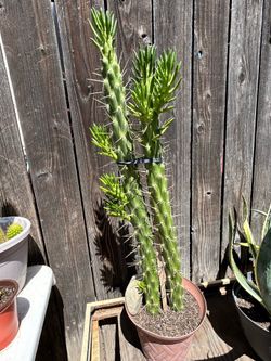 Cactus plant