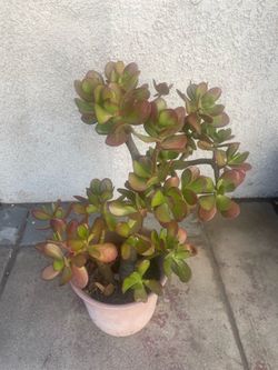 Jade Plant Bonsai