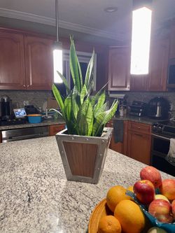 Snake plant real natural hand painted planter pot For 