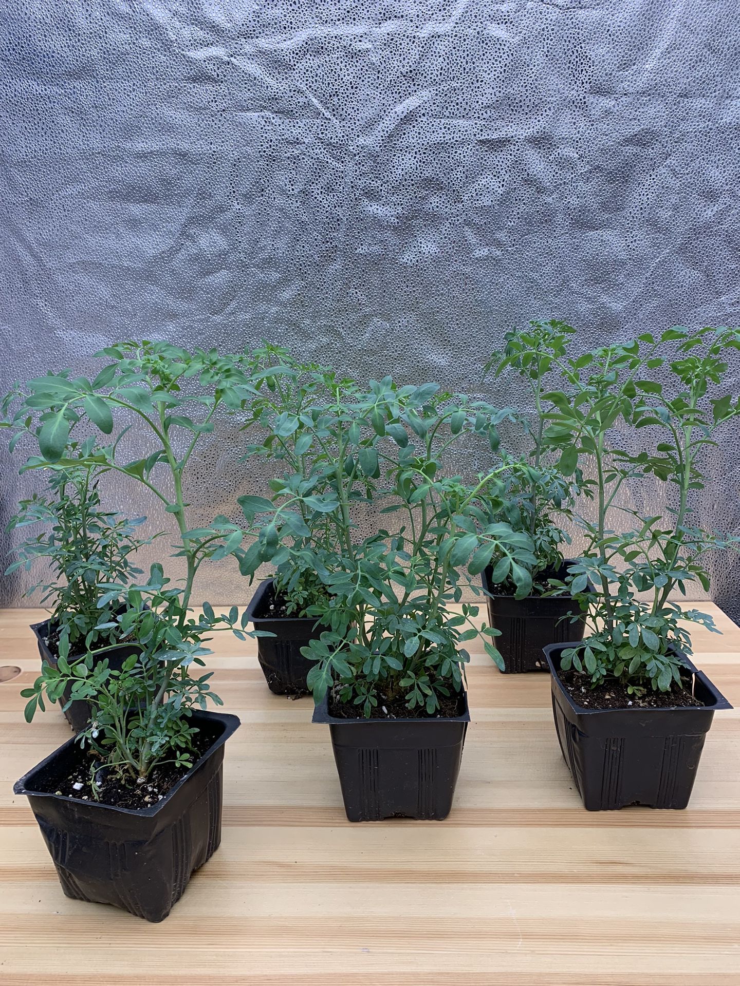 Ruda Rue Herb Live Plant Organic Planta - 4 inch pot