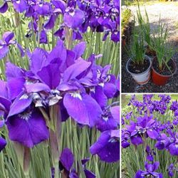 Siberian iris perennial plants$8 Each pot