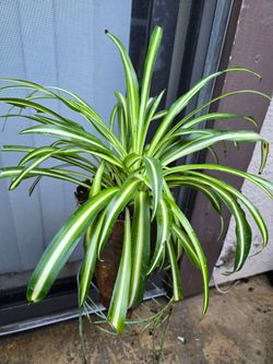 Spider Plant/ Planta Cinta o mala madre