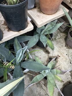 Agave Maguey