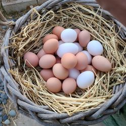 Chicken Eggs