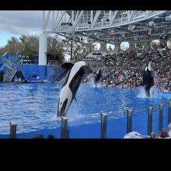 Sea World 