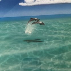 Dolphin Beach Scene Framed Print