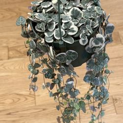 Variegated String Of Hearts