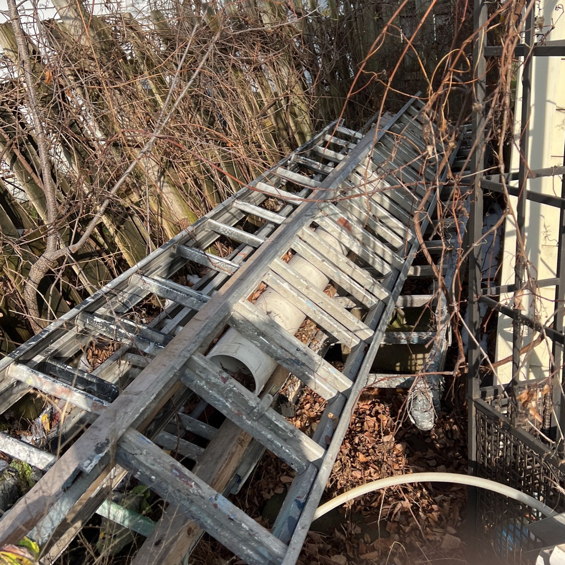 Ladder’s