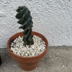 Spiral cactus  “Cereus forbesii 'spiralis' 