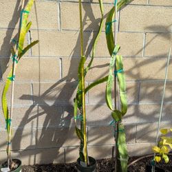 Dragon Fruit- Kathie Van Arum Variety