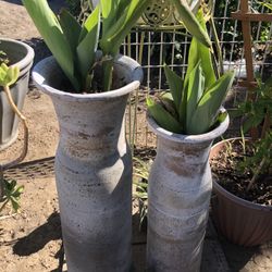 Plants