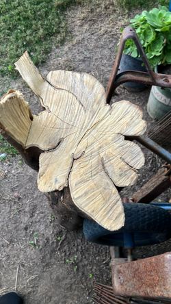 Free  base of tree trunk for wood crafter