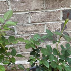 Knock Out Rose Seeding 