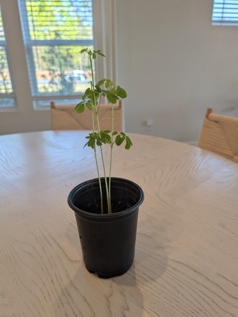Moringa Plant