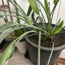 Real Bird Of Paradise 