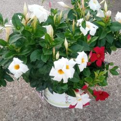 Flowers