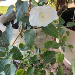 a medium-sized pot with several identical plants $15