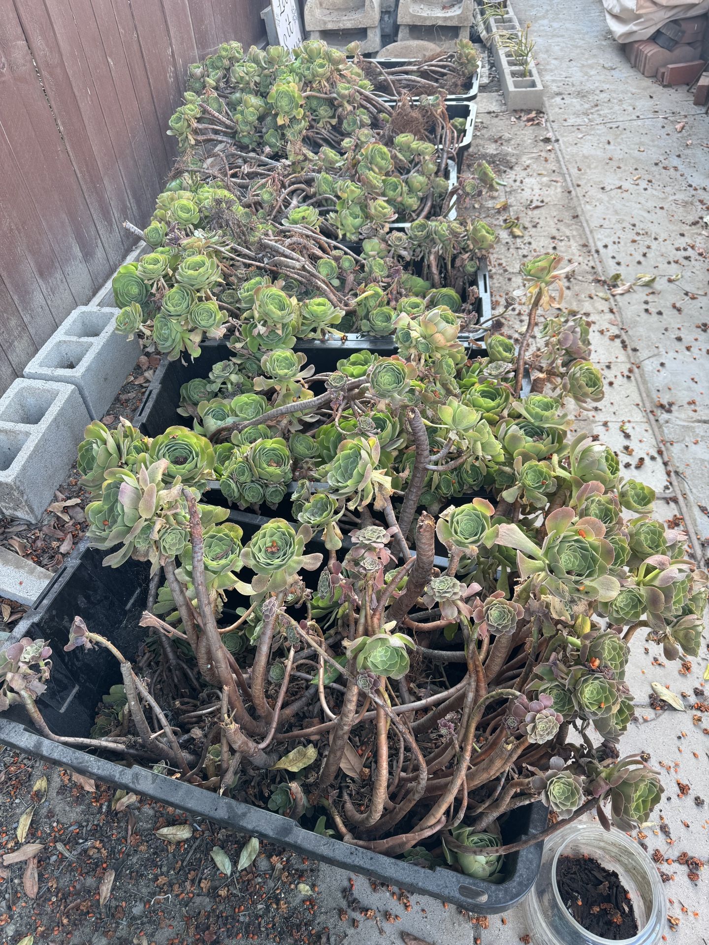 Aeonium Cuts