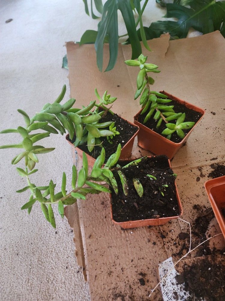 Assorted succulents