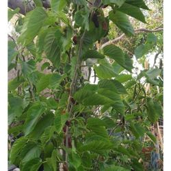 Mulberry Trees For Sale