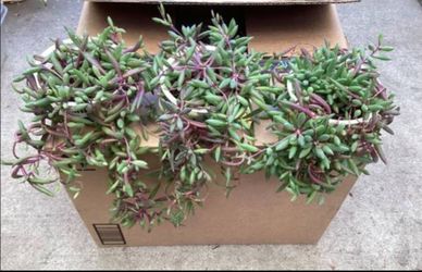 String of Ruby Necklaces Plants