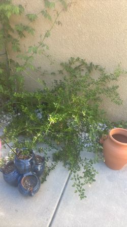 Huge trees and plants for sale