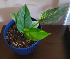 Epipremnum yellow flame