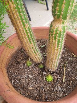 Cactus