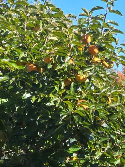 Asian Persimmon Fruit $1 Each