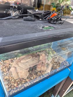 10gallon fish tank